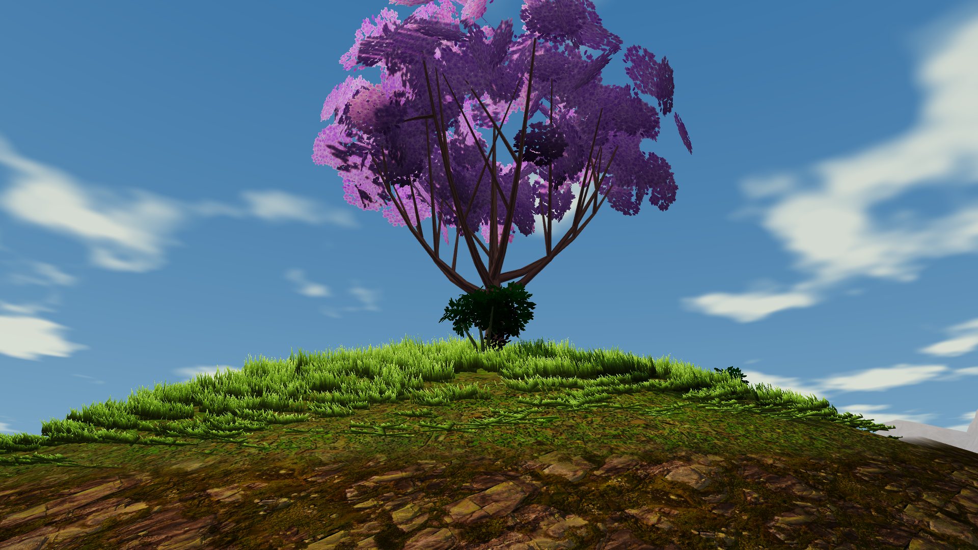 A lone flowering tree on a hill in the King's Gardens.